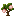 Pomegranate Sapling