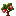 Dragon Fruit Sapling